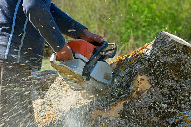 Best Root Management and Removal  in USA